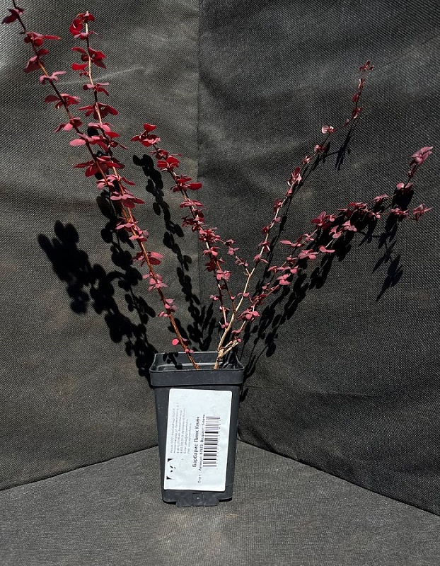 Барбарис Пинк Квин 1 шт Р9